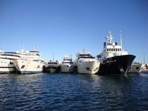 Каннские морские львы