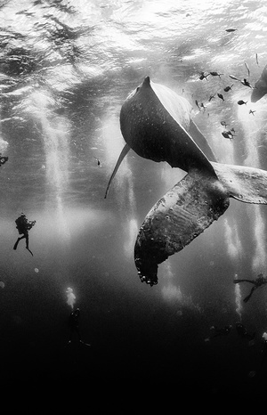 Diving of the Year