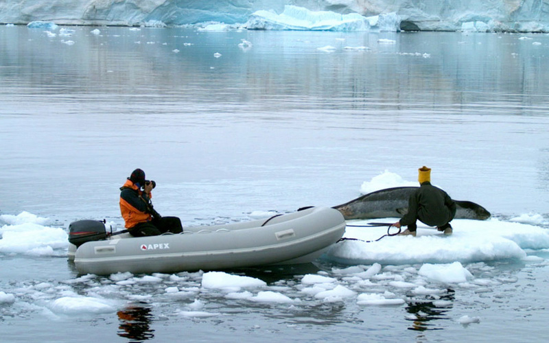 Apex A-12 RIB