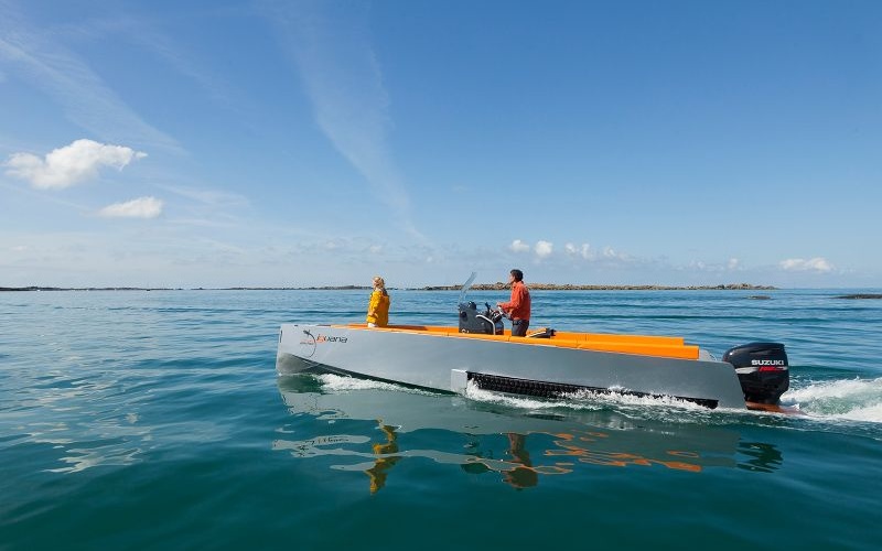 Iguana 29