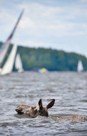 Yachtsman from muzzle to tail