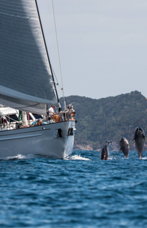Race against the dolphins