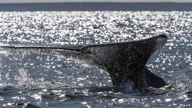 According to biologists, this year off the coast of Mexico have gathered a lot of whales - about 2.5 thousand.
