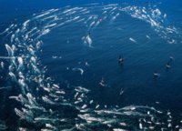 An impressive flotilla leaves Sydney Bay at the launch of the Rolex Sydney Hobart Yacht Race on 26 December 2018. Hundreds of spectators join the famous regatta on their boats. 