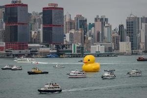 Yachts VS ducks