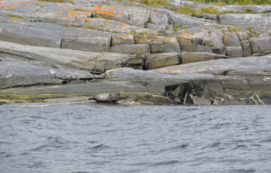 Seals on the island of Naumiha