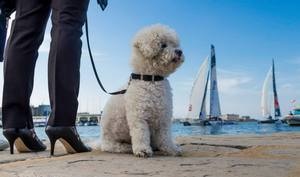 Sailing marathon in Trieste
