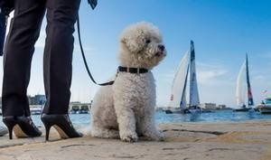 Sailing marathon in Trieste