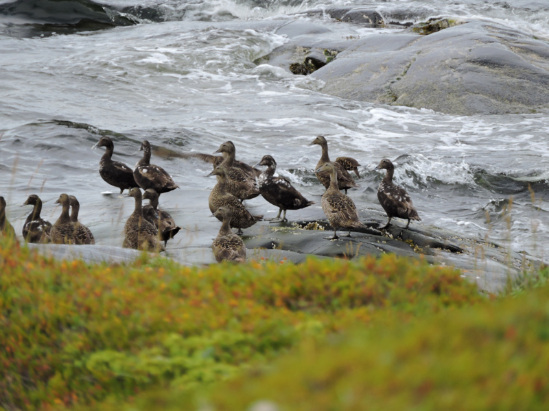 Common Eiders