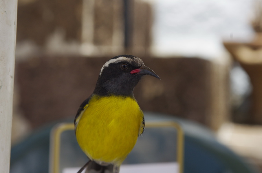 The small flying fauna is very friendly.