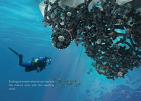 The corals they give life to can be transplanted into natural habitats as adults. 