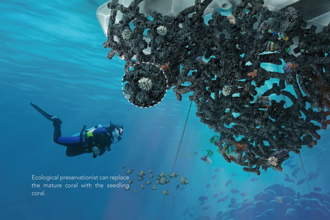 The corals they give life to can be transplanted into natural habitats as adults. 