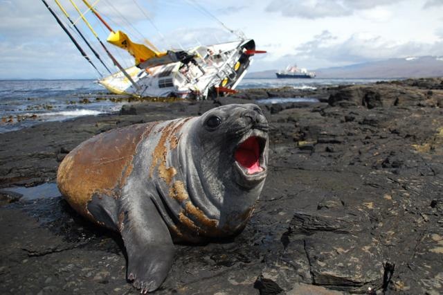 Cheminées Poujoulat's on the Kerguelen rocks