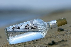 The mystery of the bottle mail