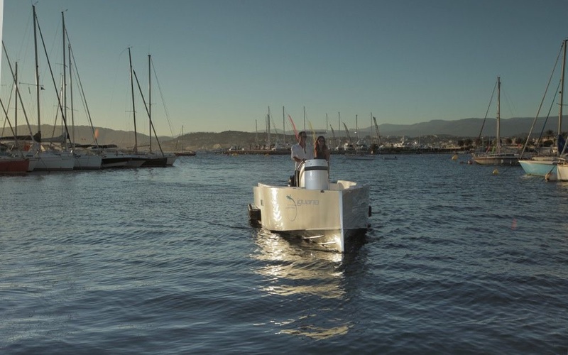 Iguana 24