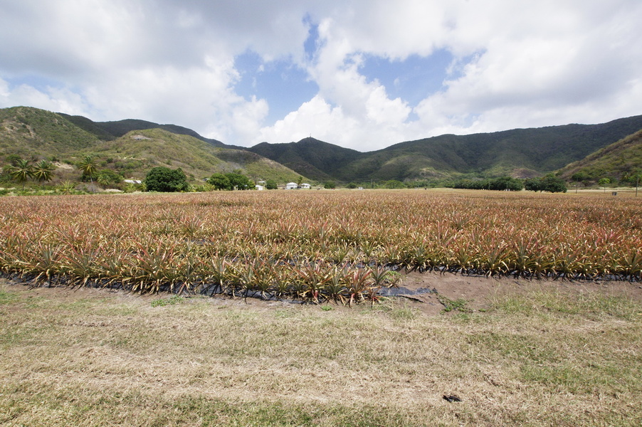 It's a pineapple plantation.