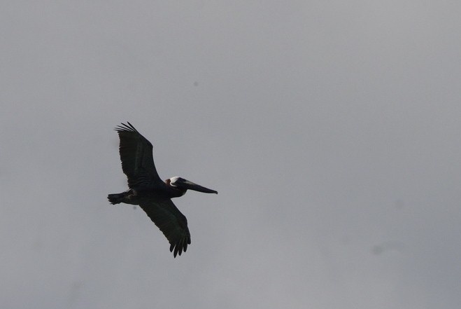 Pelican in flight