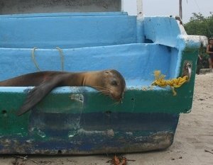 Лучшие видеоролики ноября