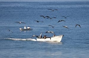 Трое в лодке, питаясь чайкой